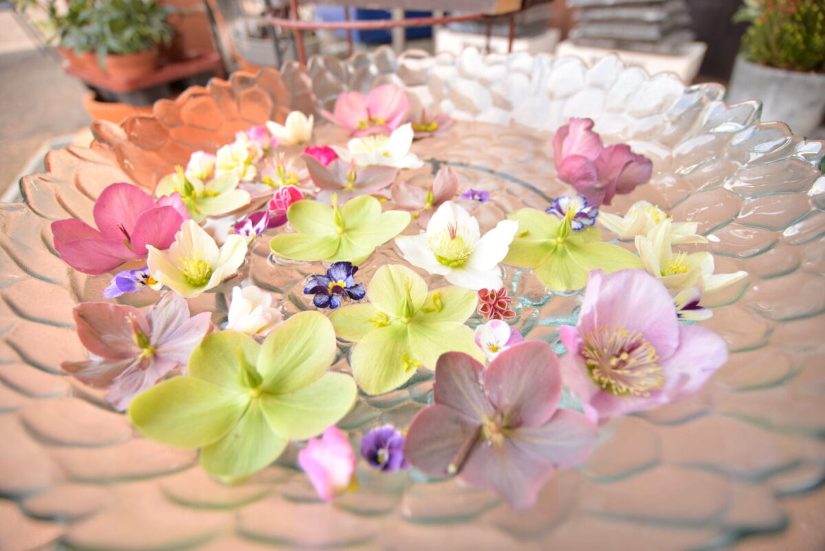 花の文化園はバラや桜など四季折々の花とイベントが楽しめます 節約家サラリーマン生活