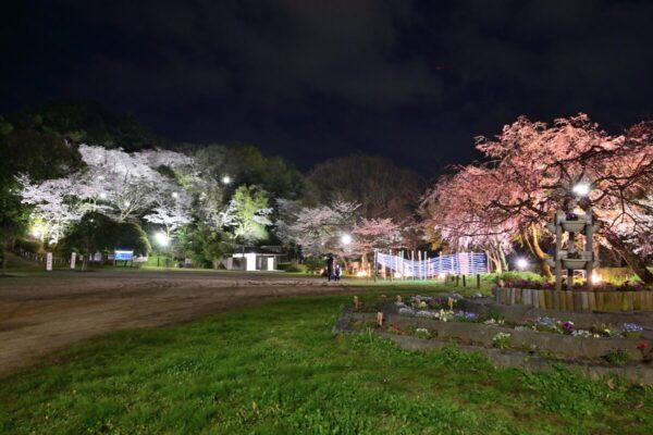 長野公園の夜桜全体像