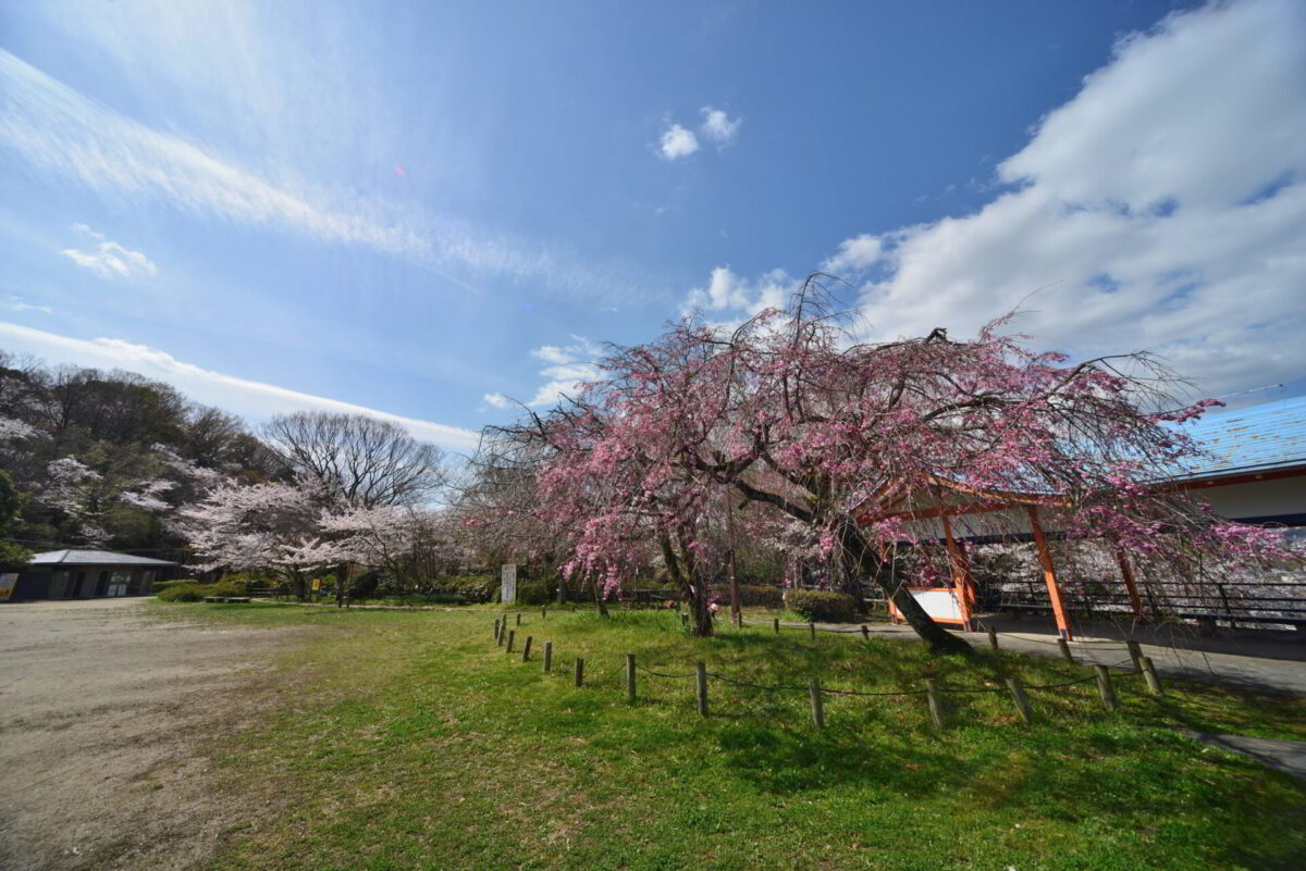 【河内長野市】長野公園特集！花や紅葉の時期、近い駐車場を紹介