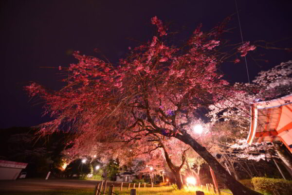 枝垂桜のライトアップ画像