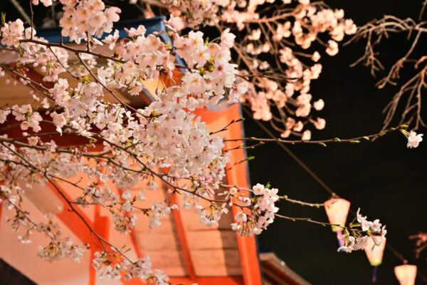 夜桜のアップの写真