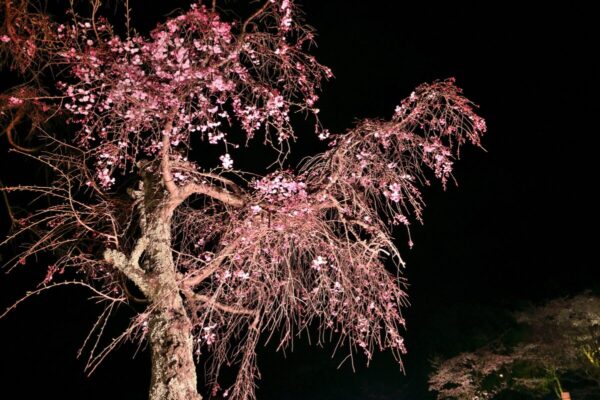 夜の枝垂桜の写真