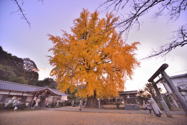 丹生酒殿神社のイチョウの画像