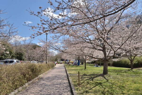 錦織公園北入り口臨時駐車場前の桜の画像