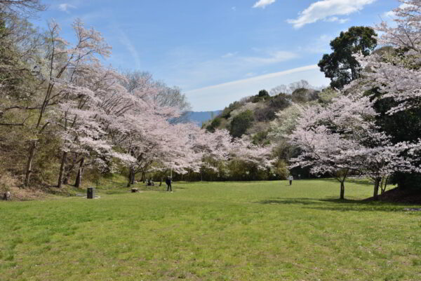 桜木の里東側の芝生広場の画像