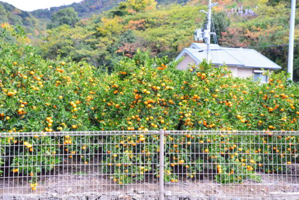 有田みかんが実っている様子