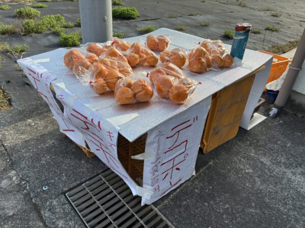 無人販売所でデコポンが並んでいる画像