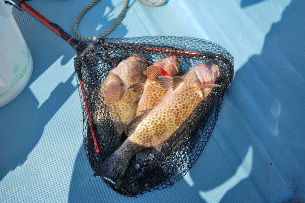 SLJのジグサビキで釣れたオオモンハタ3連
