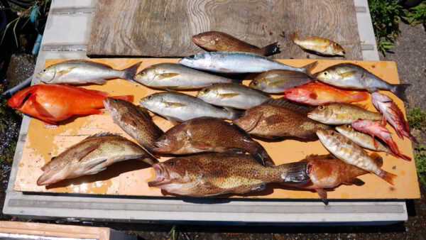 青物や根魚など和歌山県での釣果
