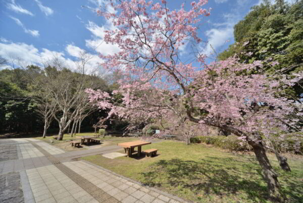 南駐車場「石水苑」の枝垂桜の画像