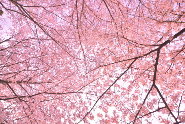 桜を見上げた画像