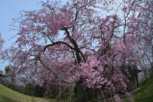 頂上広場の枝垂桜の画像
