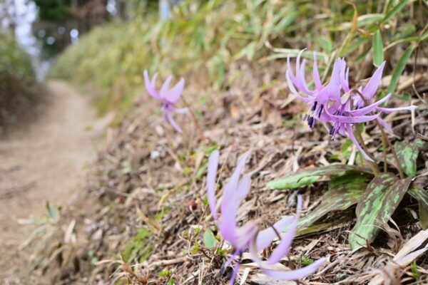 登山道に咲くカタクリの花の画像