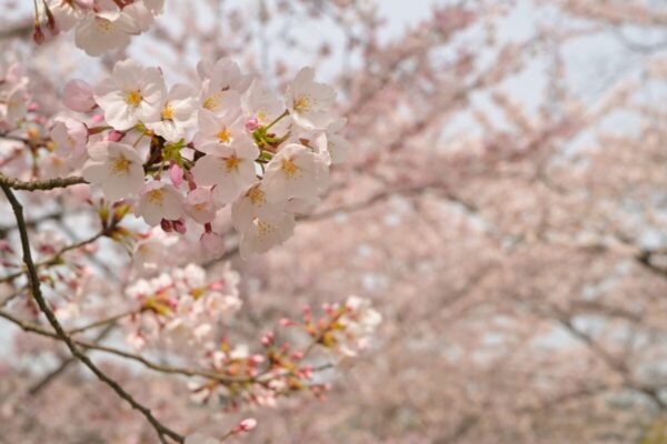 桜のアップの画像