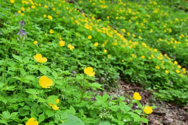 金剛山カトラ谷に咲くヤマブキソウの群生の様子