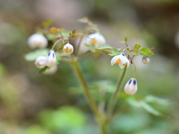ニリンソウのお花畑に咲くサバノオ