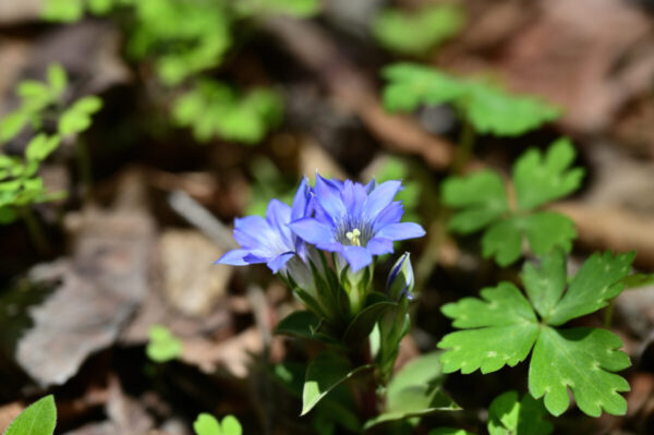 ニリンソウのお花畑に咲くリンドウの画像