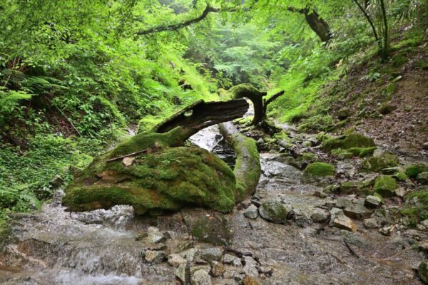 もみじ谷の龍の木の画像