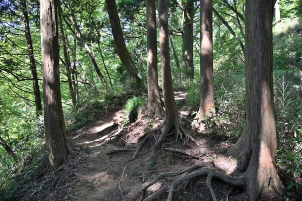 ツツジオ谷とタカハタ谷の合流地点の画像