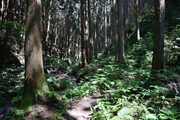 沢沿いの木々が茂る金剛山ツツジオ谷ルート画像