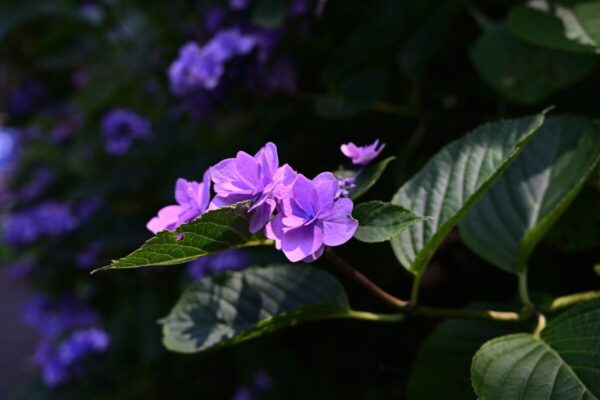 金剛山ツツジオ谷に咲く紫陽花の画像