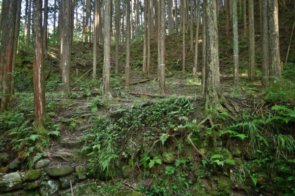 川遊び付近の木陰の広場の画像