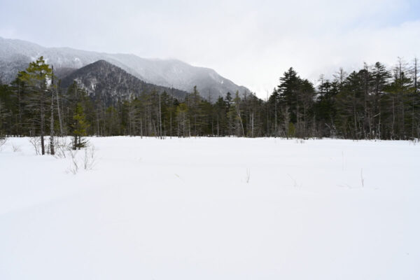 田代湿原の画像