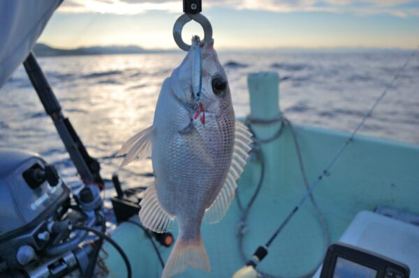 ジグパラTGで釣ったメイチダイの画像