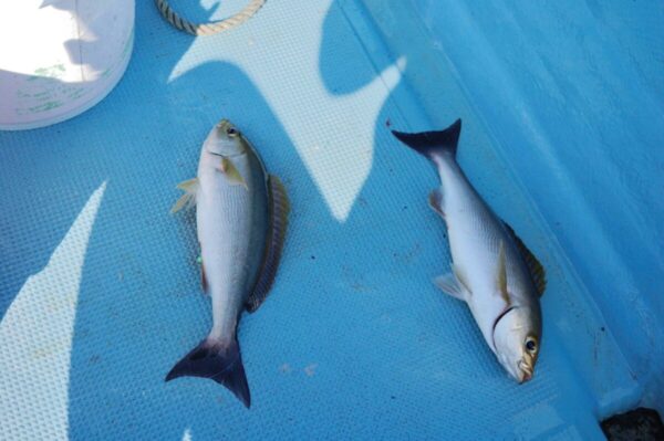 ジグサビキで釣ったイサキの画像