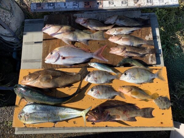 夏の印南の釣果、真鯛や根魚、青物が映った画像