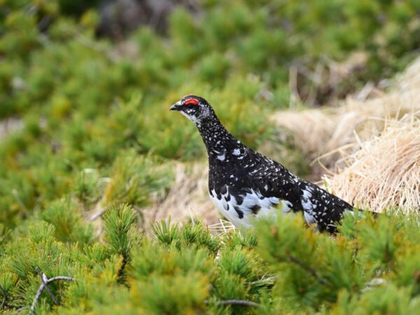 立山で撮影したオスの雷鳥の画像