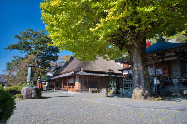茅葺屋根の建物とイチョウの画像