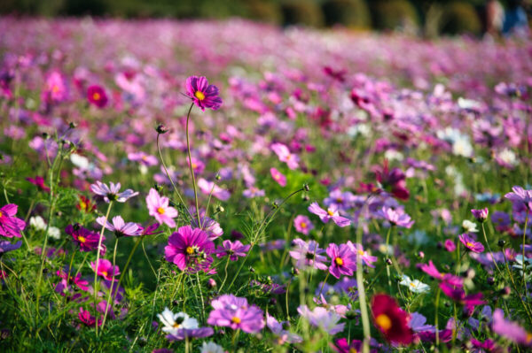 赤とピンクのコスモスが咲き乱れている画像