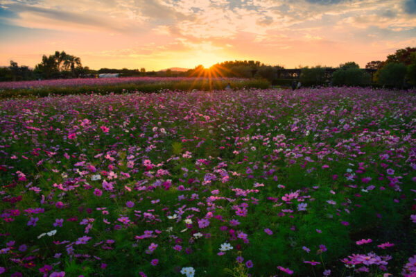 夕日に染まるコスモス畑の画像