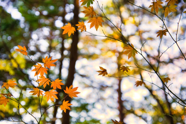 岩湧山の登山道にあるもみじの画像