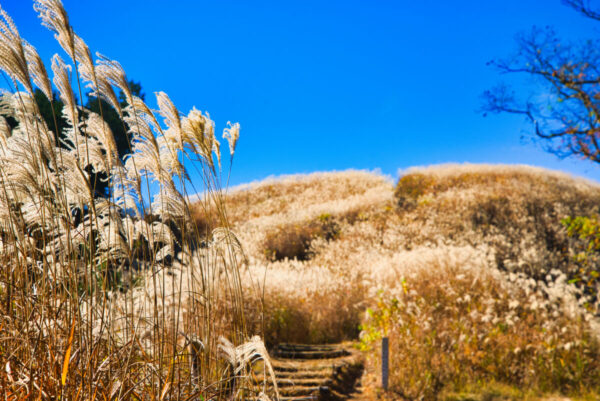 岩湧山山頂までの景色の画像