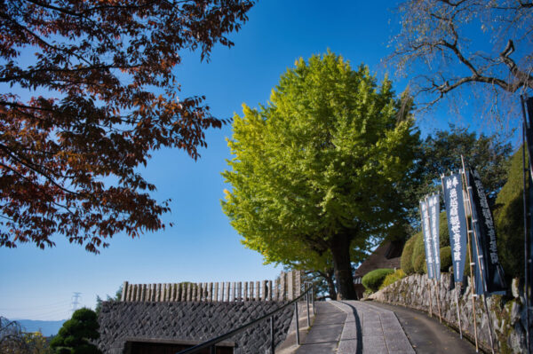 堀越観音のイチョウの画像