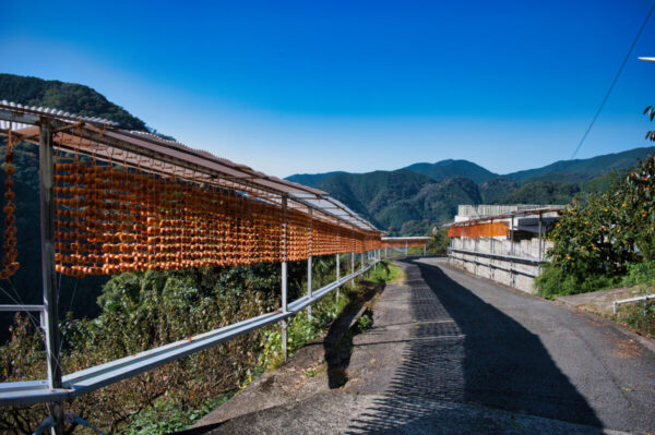 里山に吊るされた串柿の画像