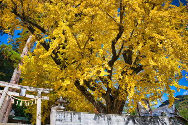 賀茂神社の鳥居とイチョウの画像