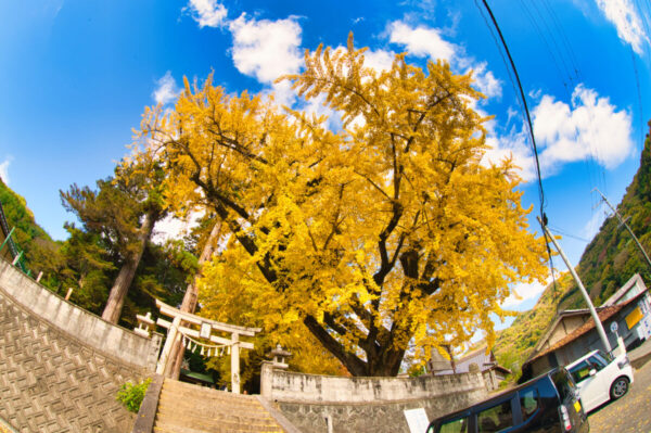 賀茂神社の鳥居とイチョウの画像