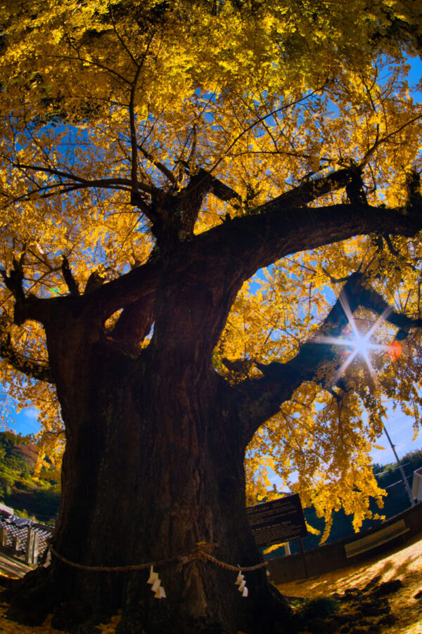 魚眼レンズで撮ったイチョウの画像