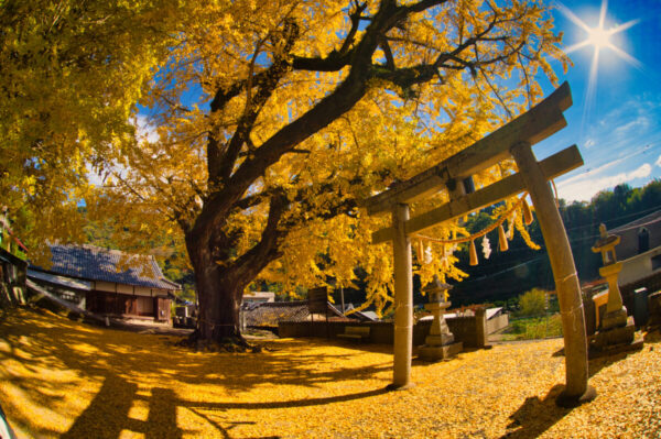 太陽の光が当たって輝くイチョウの画像