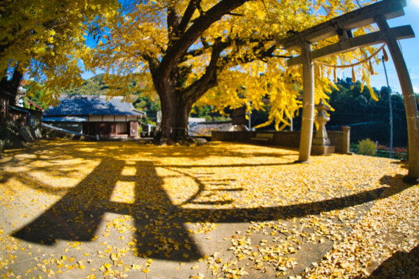 賀茂神社の落ち葉の絨毯と鳥居の影の画像