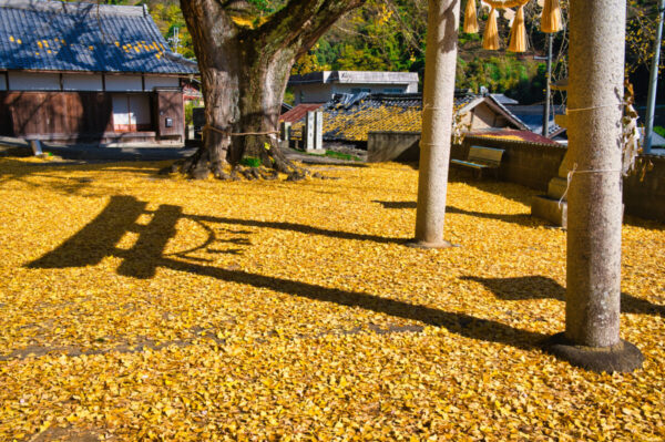 賀茂神社のイチョウの絨毯の画像
