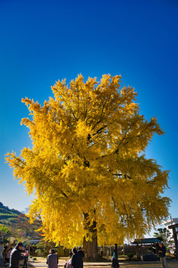 丹生酒殿神社のイチョウの画像