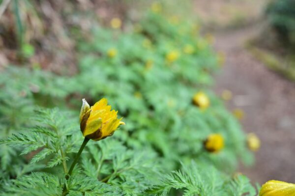 千早園地に咲くフクジュソウの画像