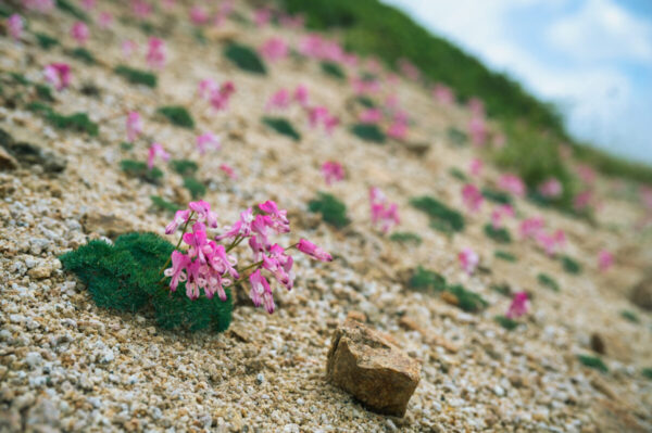 燕岳に咲くコマクサの画像