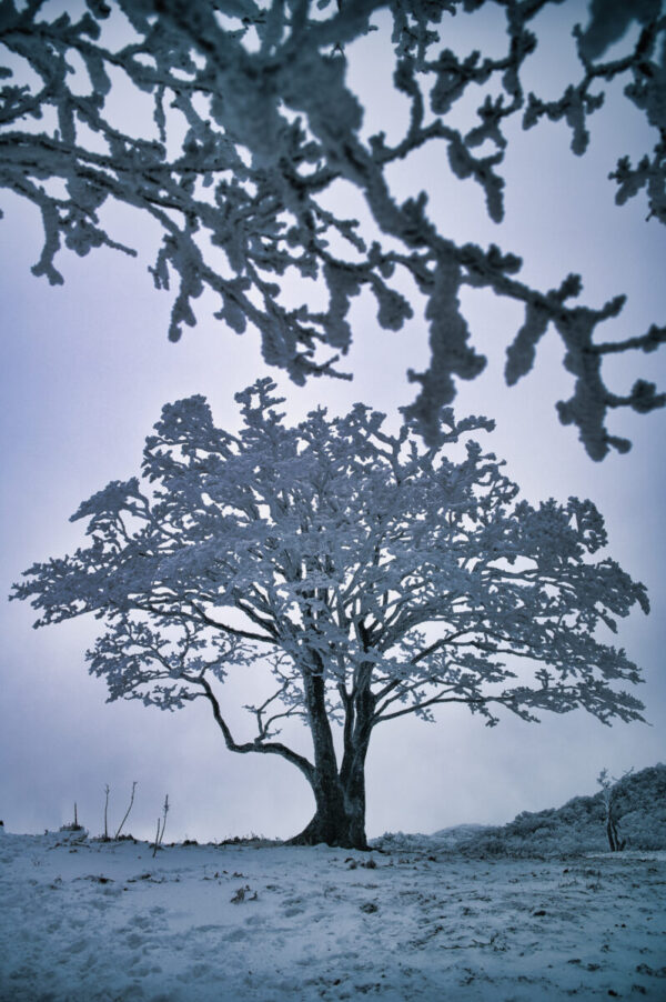 明神平のシンボルツリーの画像