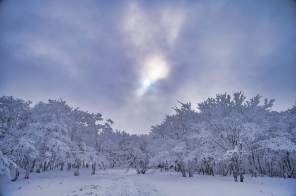 明神平の雪深い景色の画像