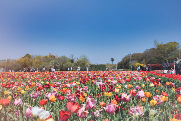 リサイクル環境公園のチューリップ畑の画像